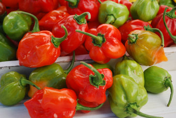 Pepper Hot Habanero Red