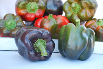Pepper Purple Beauty