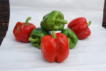 Pepper Yolo Wonder