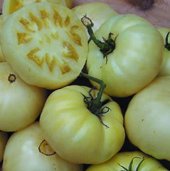 Tomato Great White