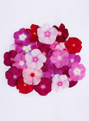 Vinca Mega Bloom Mix