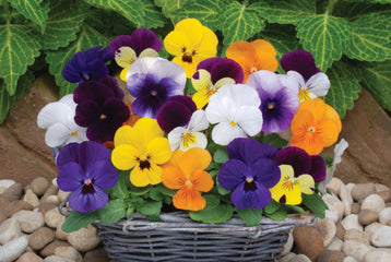 Viola Sorbet XP Mixture