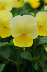 Viola Sorbet Lemon Chiffon