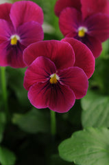 Viola Sorbet Carmine Rose