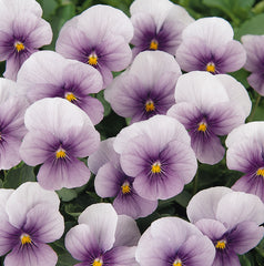 Viola Sorbet Icy Blue