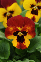 Viola Sorbet Fire
