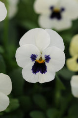 Viola Sorbet XP White Blotch