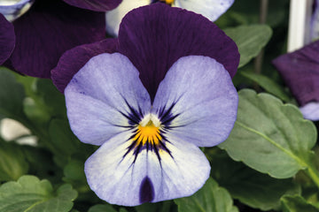 Viola Admire Neon Purple Wing