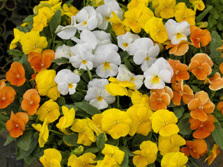 Viola ColorMax Citrus Mix  PRIMAX