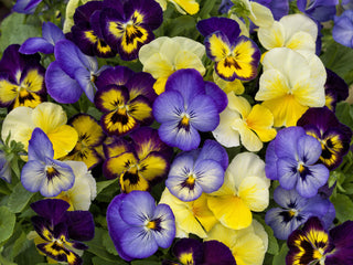 Viola ColorMax Lemonberry Pie  PRIMAX