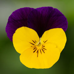 Viola Penny Pro Yellow Jump-Up