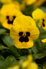 Viola Sorbet XP Yellow Blotch