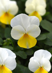 Viola Sorbet Yellow Beacon