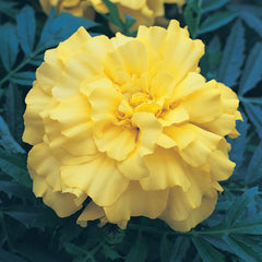 Marigold Zenith Lemon Yellow DTL