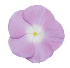 Vinca Titan Lavender Blue Halo