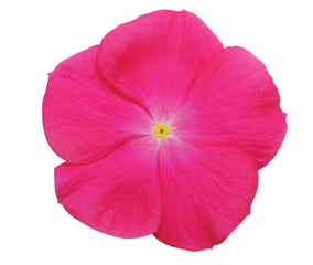 Vinca Titan Rose