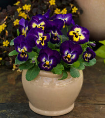 Viola ColorMax Berry Pie  Primax