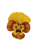 Viola Sorbet Honeybee