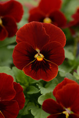 Viola Sorbet XP Red Blotch