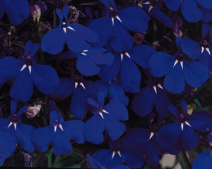 Lobelia Riviera Midnight Blue
