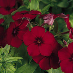 Phlox 21st Century Crimson Primed