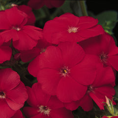 Phlox 21st Century Scarlet Primed