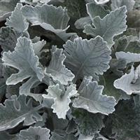 Dusty Miller Cirrus  PLT