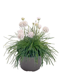 Armeria Morning Star White