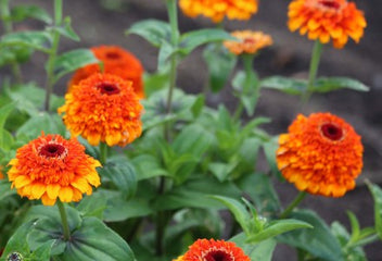 Zinnia Zinderella Zest