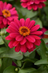 Zinnia Double Zahara Cherry
