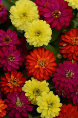 Zinnia Double Zahara Brilliant Mix