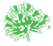 Agapanthus
