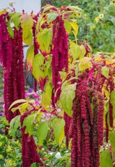 Amaranthus caudatus Red