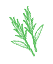 Amaranthus