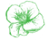 Angelonia