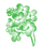 Arabis