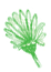 Arctotis