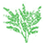 Astilbe