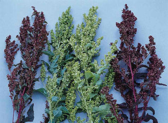 Atriplex Red Plume