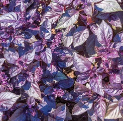 Basil Dark Opal