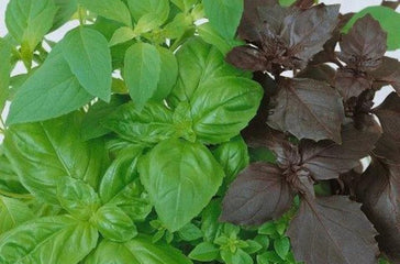 Basil Culinary Blend