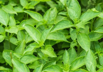 Basil Thai