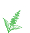 Basil