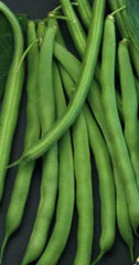Bean Bush Blue Lake