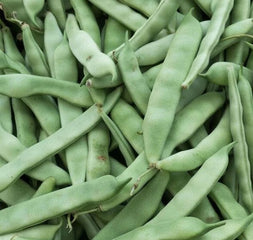 Bean Roma II