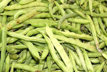 Bean Kentucky Wonder Pole