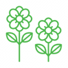 Bedding Plants