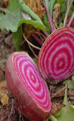 Beets Chiogga