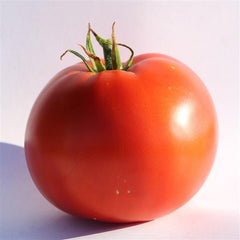 Tomato Big Beef PLUS