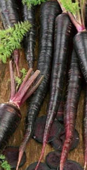 Carrot Black Nebula